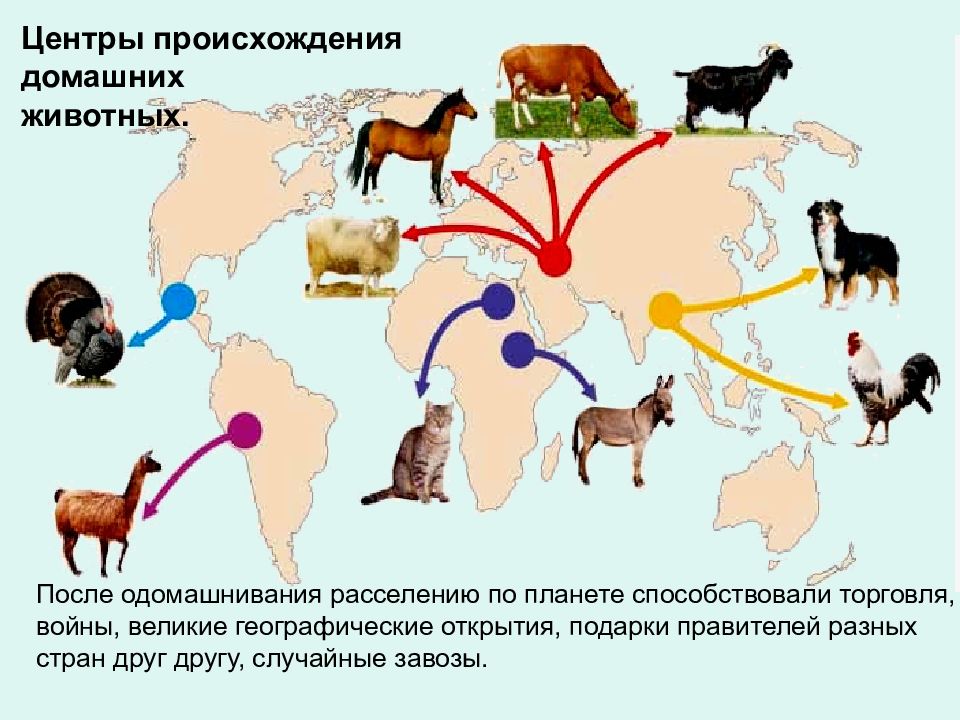 Презентация одомашнивание животных 10 класс