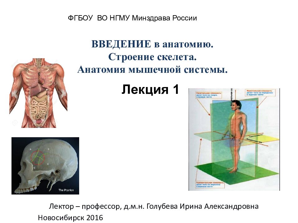 Введение в анатомию человека презентация