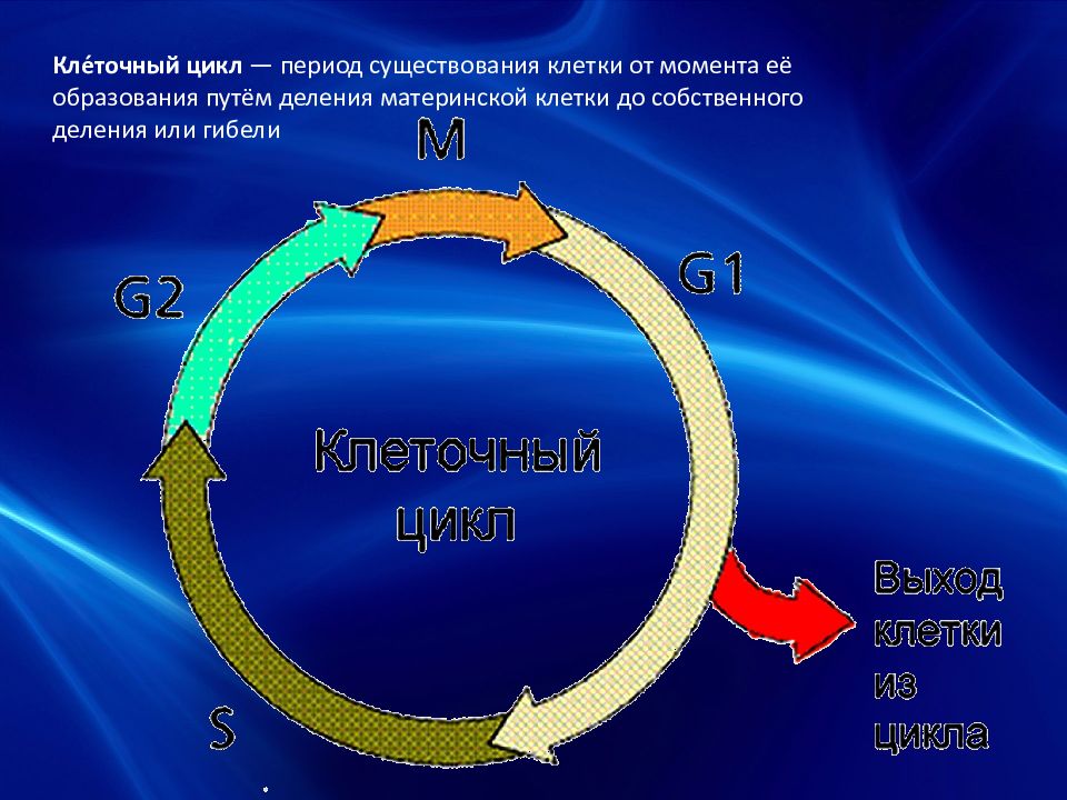 1 жизненный цикл клетки митоз. Опишите этапы жизненного цикла клетки. Этапы жизненного цикла клетки кратко. Жизненный цикл клетки митоз презентация. ЧЕКПОИНТЫ клеточного цикла.