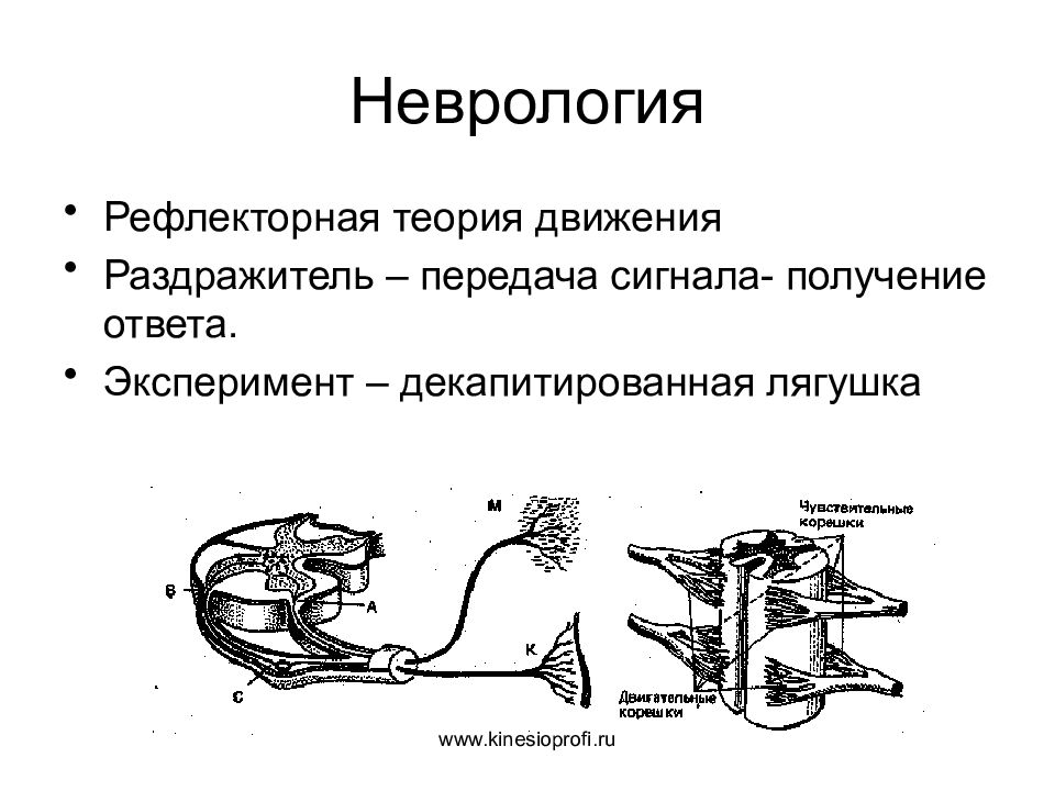 Исследование рефлексов. Прикладная кинезиология рефлексы. Рефлекторная теория. Теория рефлексов. Исследование рефлексы слуха.