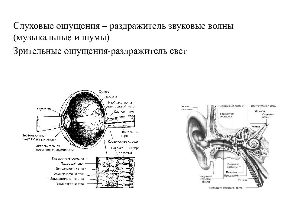 Субъективные качества слуховых ощущений. Слуховые ощущения примеры. Зрительный шум. Гусев ощущение и восприятие читать онлайн.