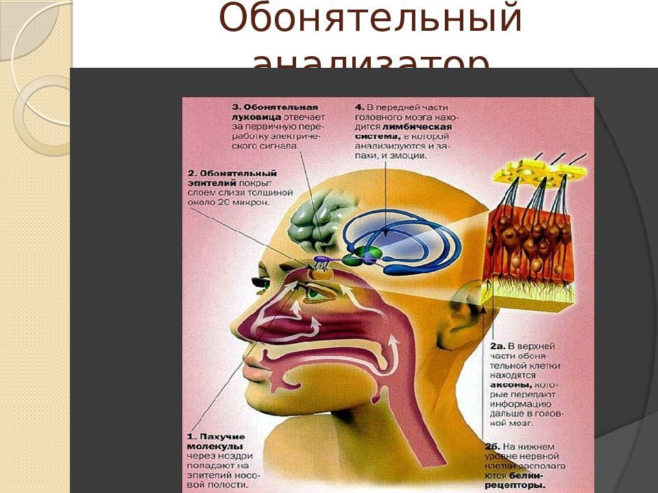 Обонятельный анализатор физиология презентация