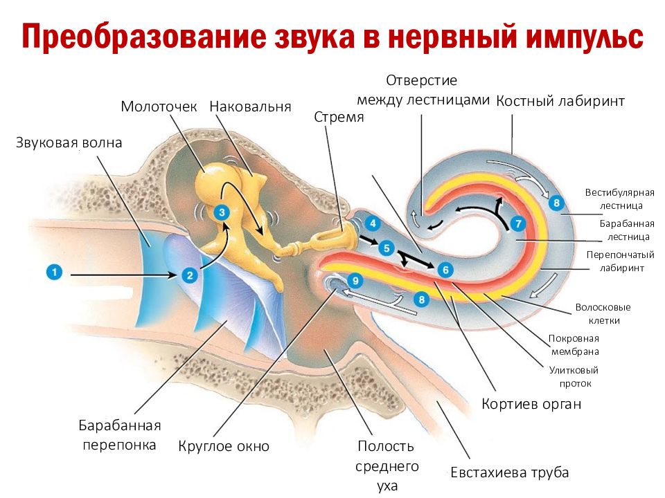 Слуховой звук. Геликотрема анатомия. Cochlea анатомия. Строение внутреннего уха эндолимфа. Механизм восприятия звука слуховым анализатором.