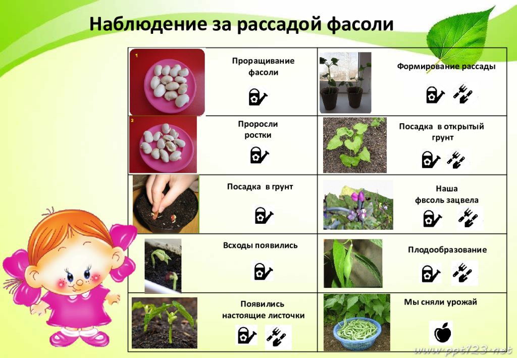 Дневник наблюдения за огородом на подоконнике. Дневник наблюдения за рассадой. Дневник наблюдений за огородом на окне в детском саду. Дневник наблюдений огород на окошке.