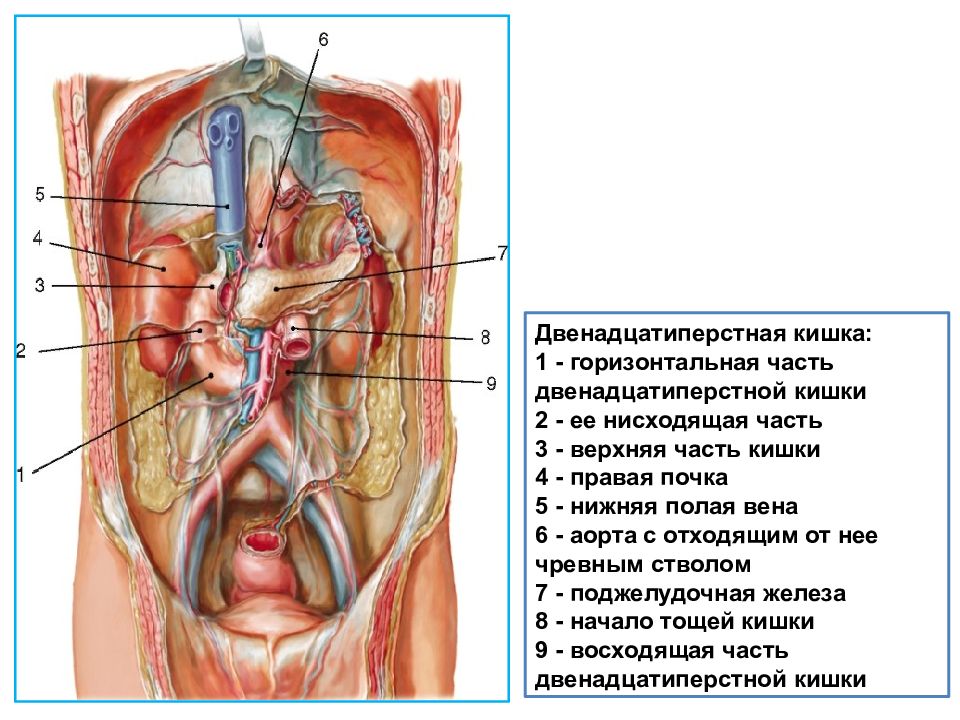 Двенадцатиперстная кишка фото