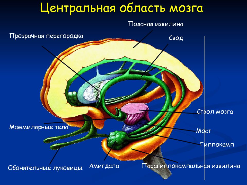 Центральная область мозга. Гиппокамп головного мозга анатомия. Строение свода головного мозга. Прозрачная перегородка мозга. Прозрачная перегородка анатомия.