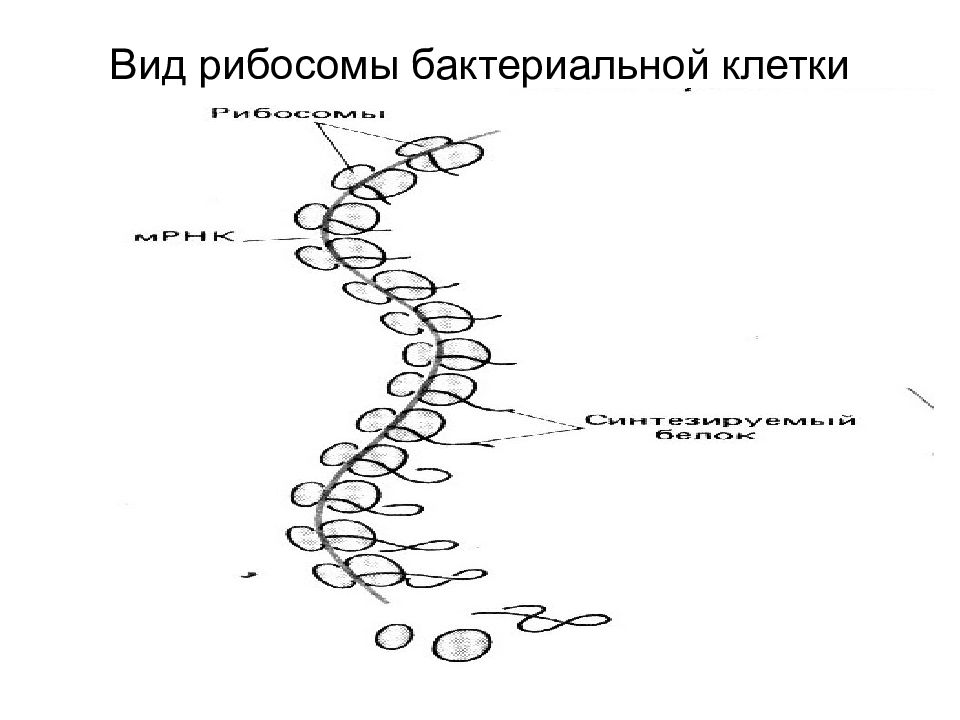 Клетка бактерий рибосомы. Функции рибосом бактериальной клетки. Строение рибосомы бактериальной клетки. Рибосомы бактерий строение. Рибосомы бактерий функции.