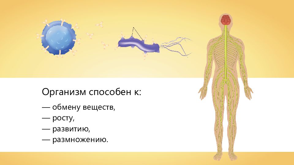 Основой строения организма является