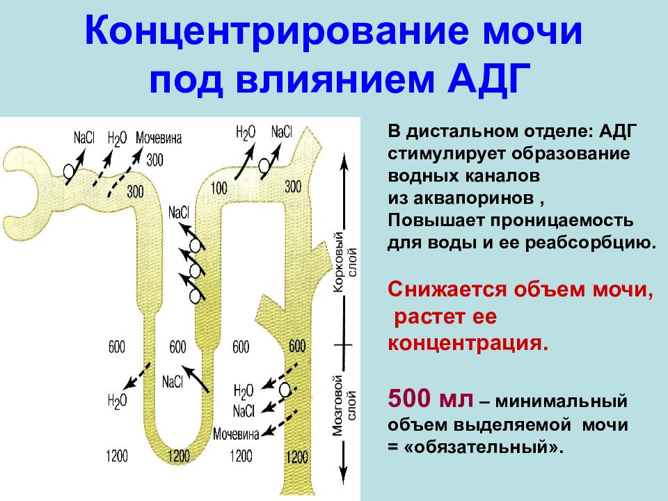 Под влиянием. Мочеобразование регуляция мочеобразования. Регуляция функций почек и мочеобразования.. Реабсорбция мочевыделения функции. Влияние АДГ на мочеобразование.