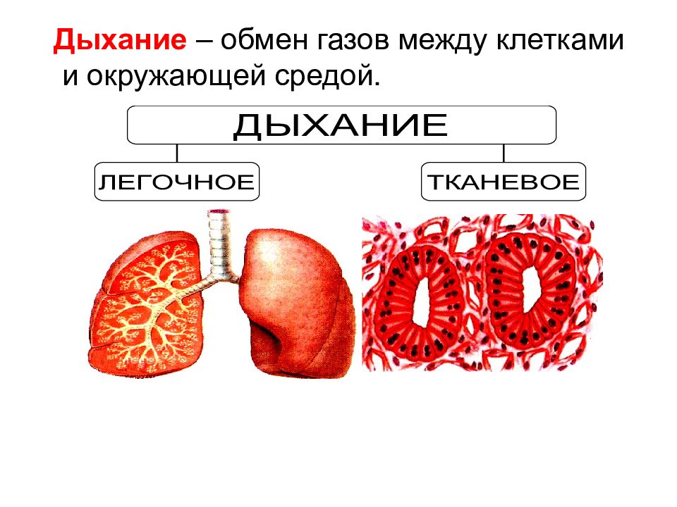 Схема клеточное дыхание с подписями егэ биология