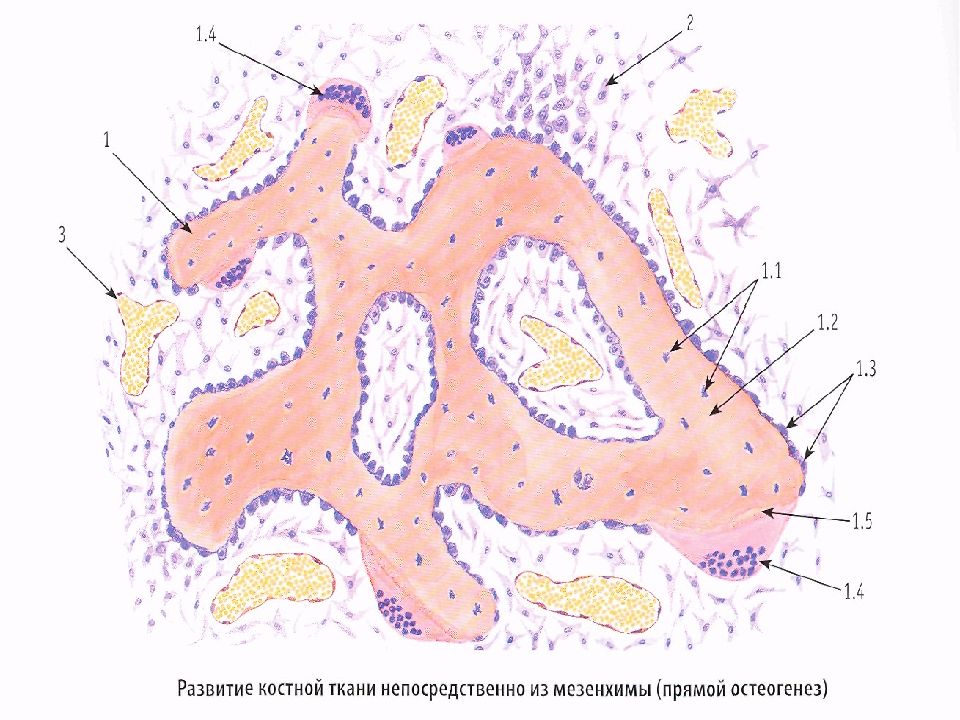 Гистогенез клеток костной ткани схема