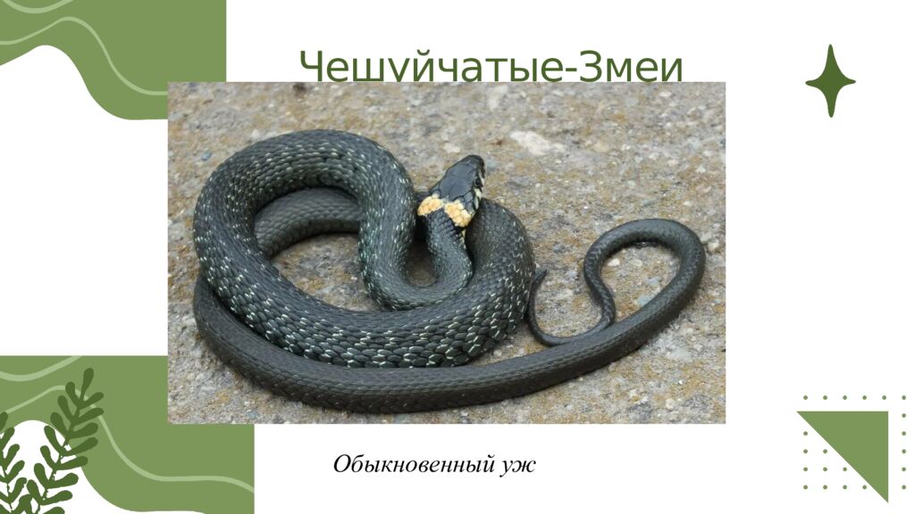 Общая характеристика пресмыкающихся