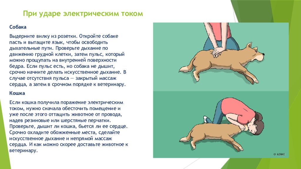 Токи собака. Доврачебная помощь животным. Собака ударилась током. Собака вытащила язык и тяжело дышит.