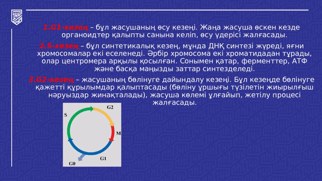 Жасушалық цикл