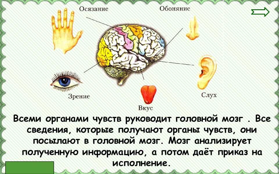 Проект органы чувств 3 класс