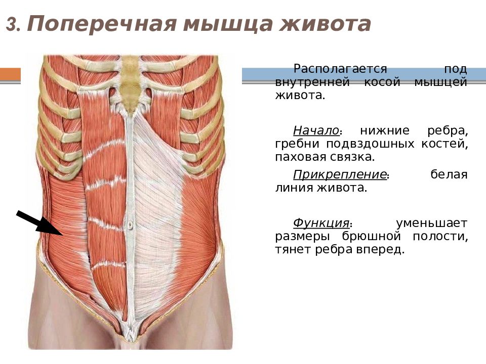 Мышцы живота на латинском