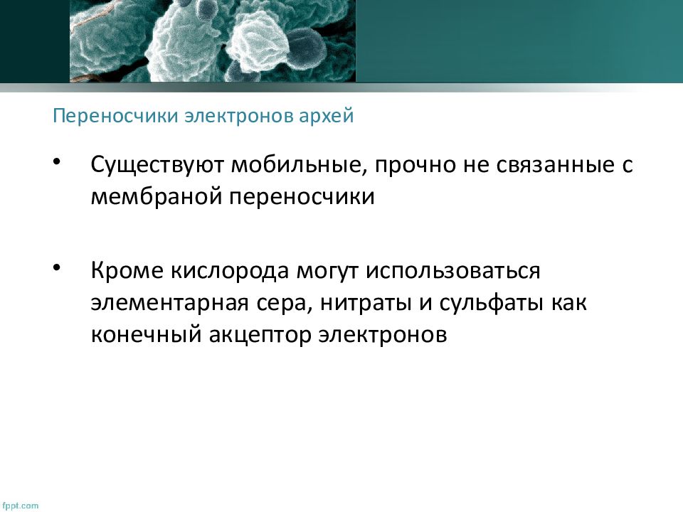 Археи. Переносчики электронов. Археи Тип питания. Группы Архей. Архей презентация.