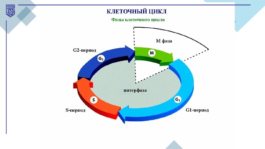 Жасушалық цикл