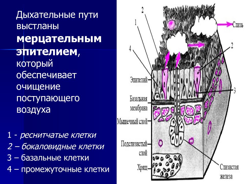 Стенки верхних дыхательных путей выстилает ткань изображенная на рисунке