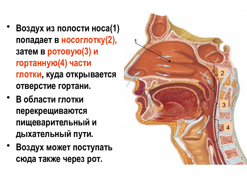 Носовая полость презентация