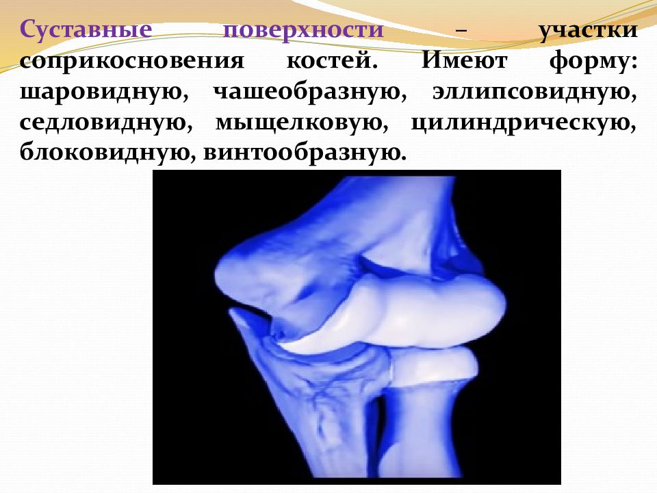 Мыщелковый сустав