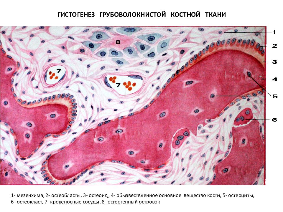 Презентация костная ткань гистология