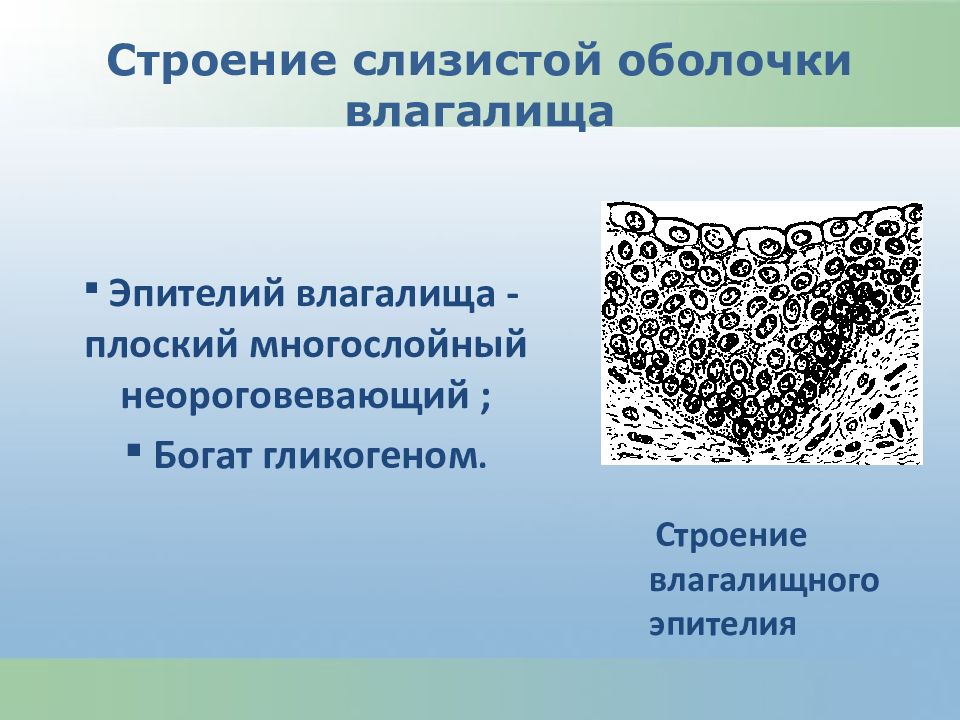 Строение вагины картинки