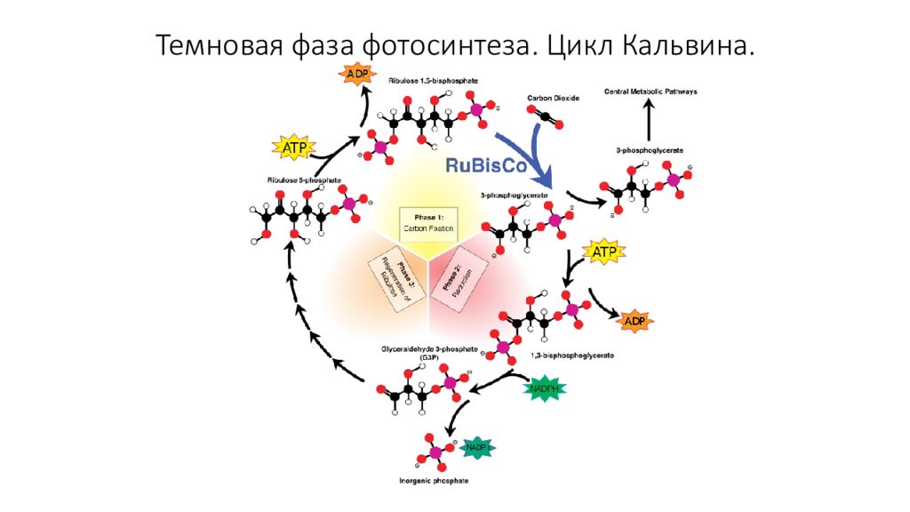 Синтез кальвина