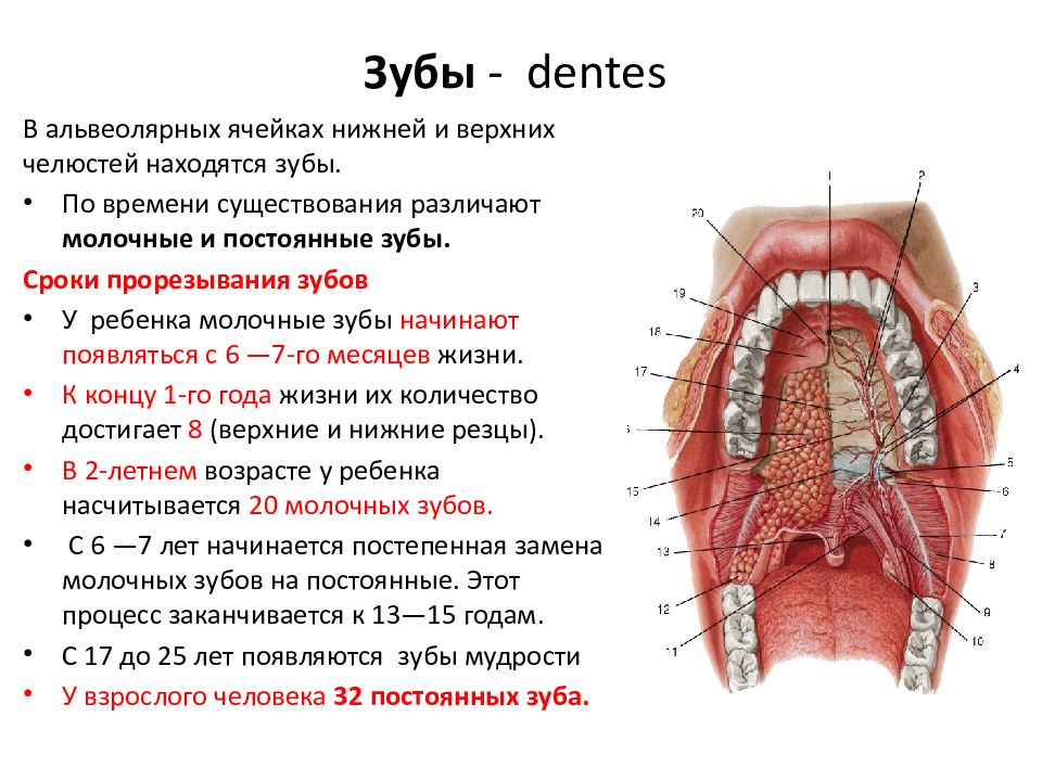 Связь зубов с органами. Связь зубов и внутренних органов схема. Нервная система зубов человека схема. Зубы и внутренние органы.