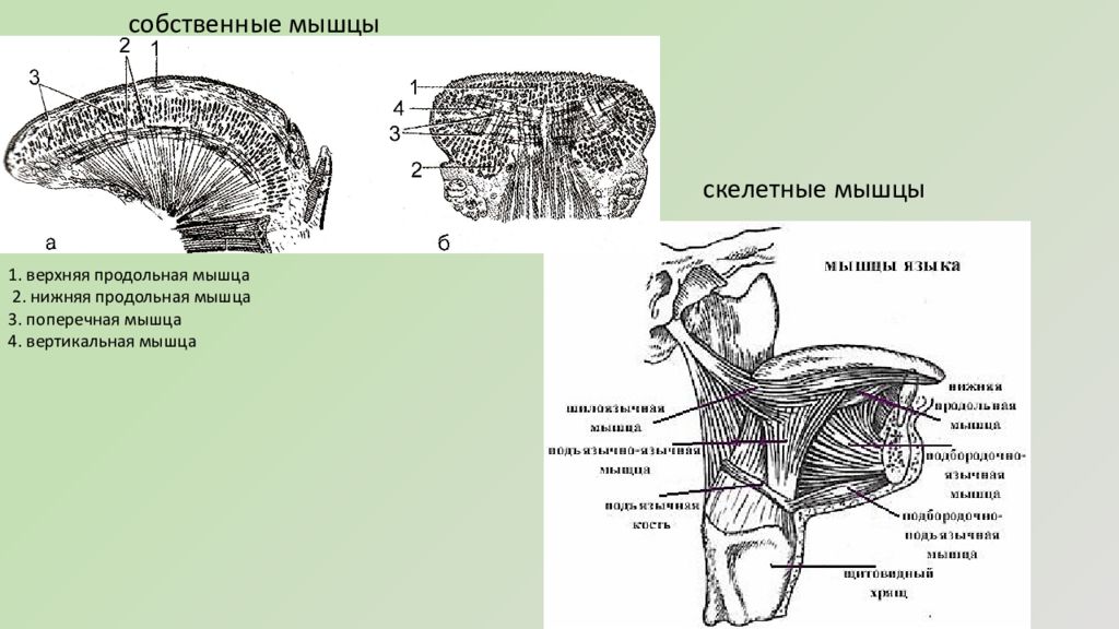 Продольные мышцы. Собственные мышцы языка схема. Мышцы языка нижняя продольная мышца. Верхняя и нижняя продольные мышцы языка.