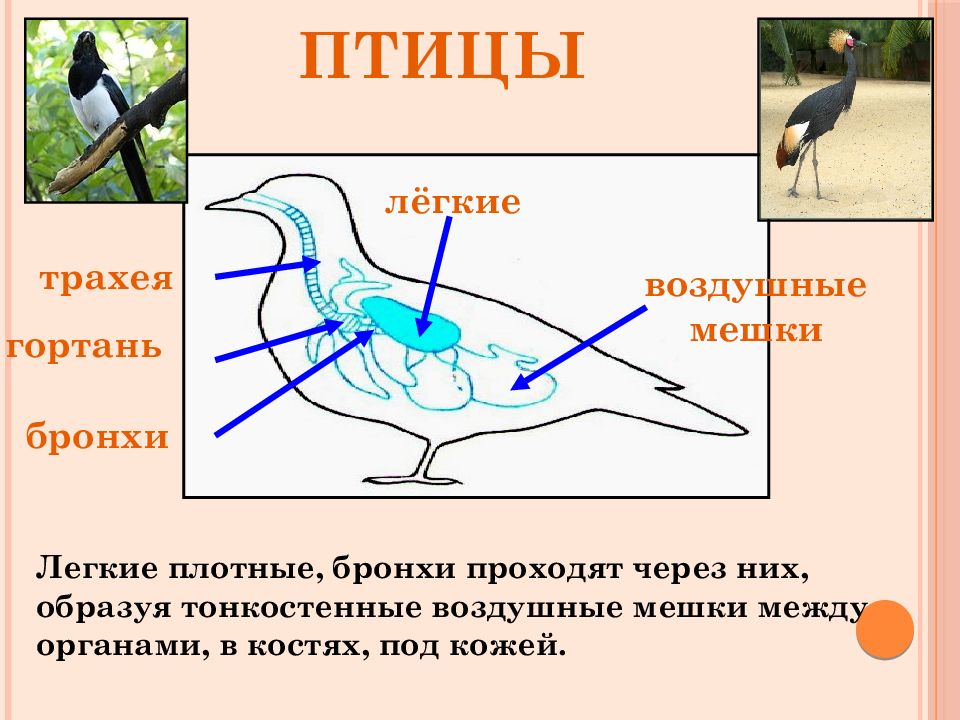 Органы дыхания птиц схема