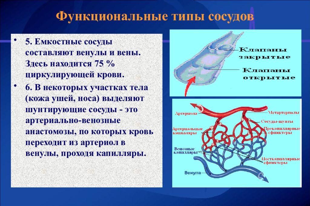 Виды сосудистых. Сосуды емкостного типа физиология. Емкостные сосуды. Обменные сосуды физиология. Функциональные виды сосудов.