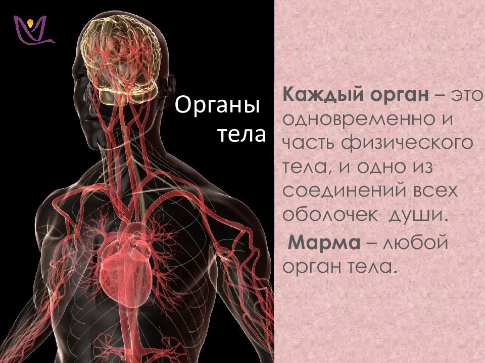 Тело каждого. У каждого органа своя. Орган это из физики. Аналоги физических органов. Каждый орган пар.