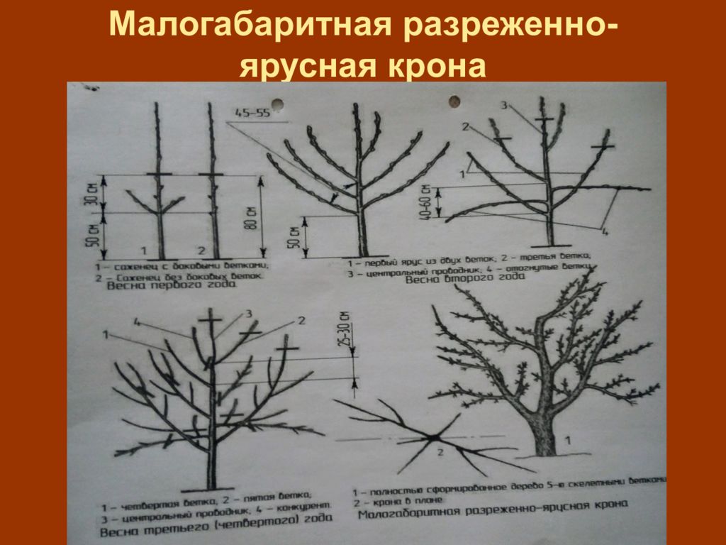 Какой фактор оказывал наибольшее влияние на формирование кроны сосен изображенных на рисунке ответ