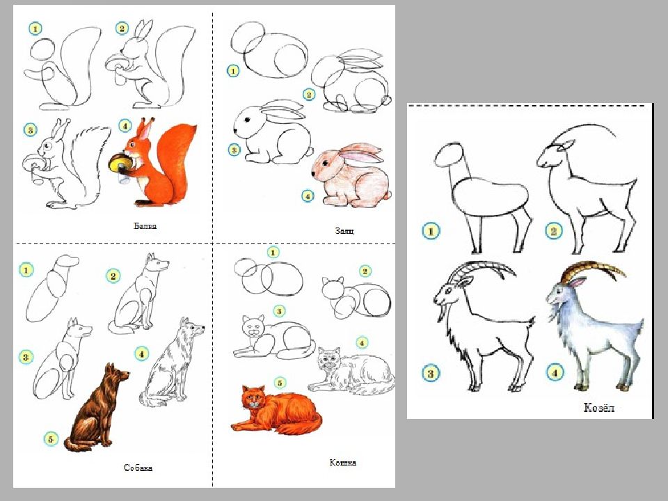 Схема животных картинки. Анималистический Жанр животных поэтапно. Рисунок животного анималистического жанра пошагово. Правила изображения животных. Рисование животных поэтапно мама и детёныш.