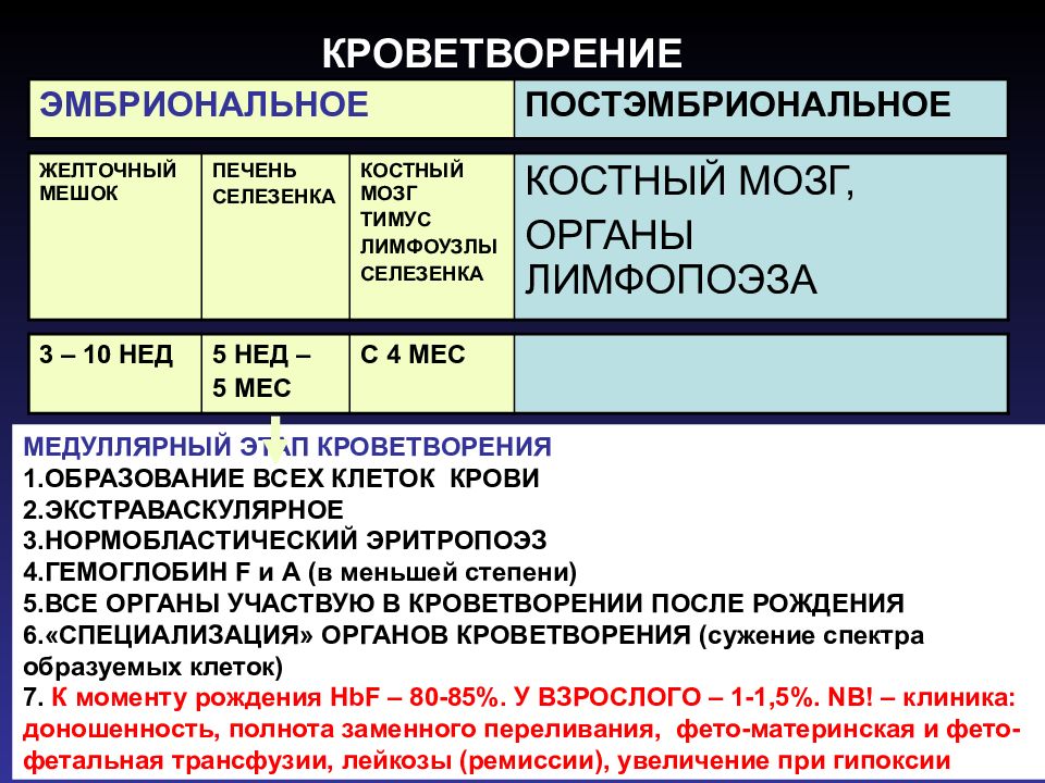 Органы участвующие в лимфопоэзе. Нормобластический эритропоэз. Этапы эритропоэза. Эритропоэз в печени. Медуллярный эритропоэз.