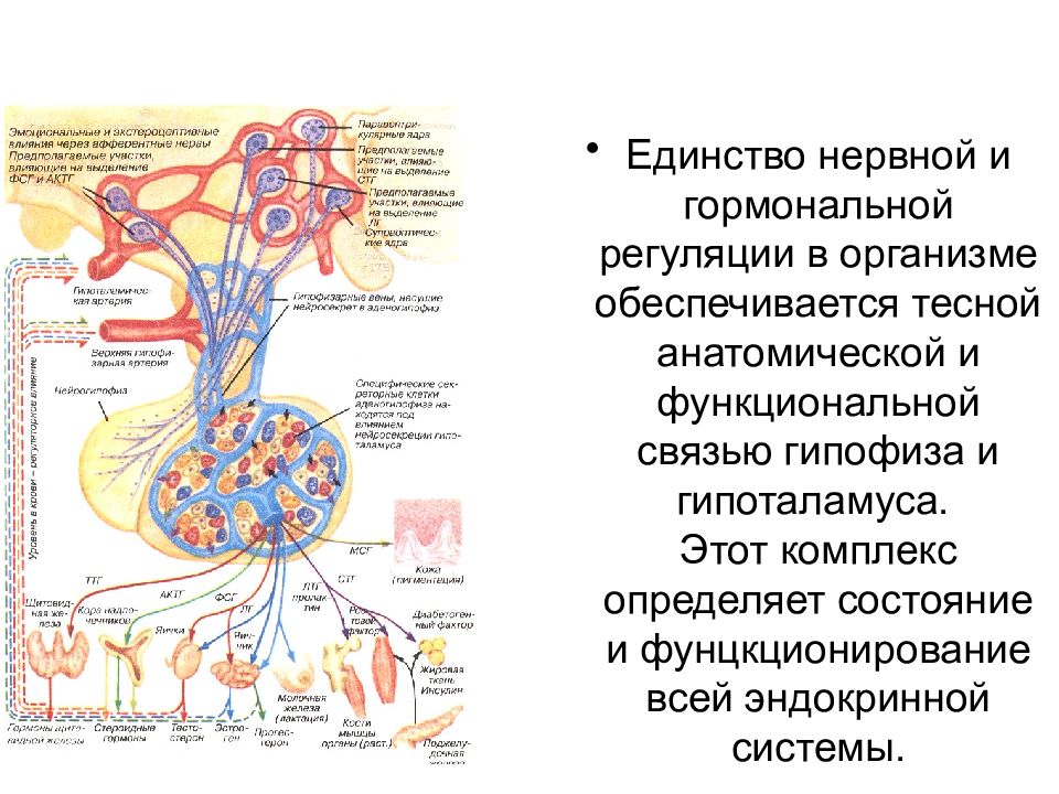 Заболевания гипоталамо гипофизарной системы эндокринология презентация