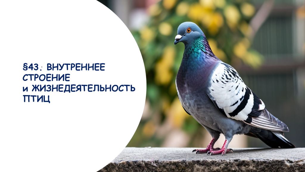 43. ВНУТРЕННЕЕ СТРОЕНИЕ и ЖИЗНЕДЕЯТЕЛЬНОСТЬ ПТИЦ