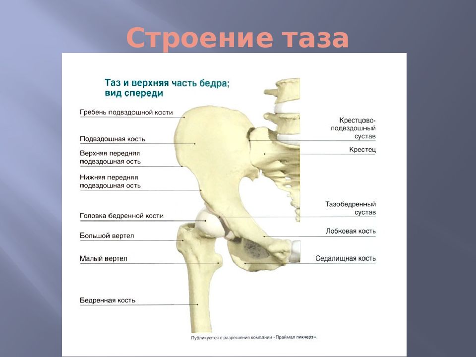 Фото тазобедренного сустава человека с описанием