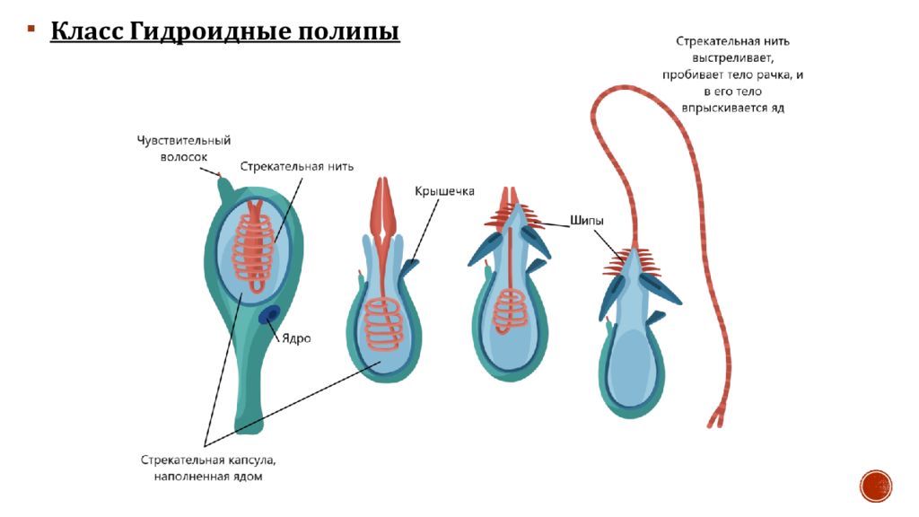 Стрекательные клетки гидры. Строение стрекательной клетки. Стрекательнаяклетками гидры. Строение стрекательной нити.