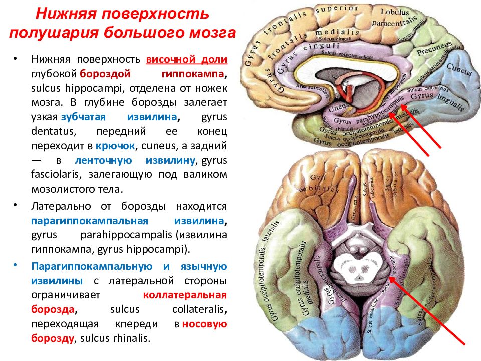 Белое вещество конечного мозга