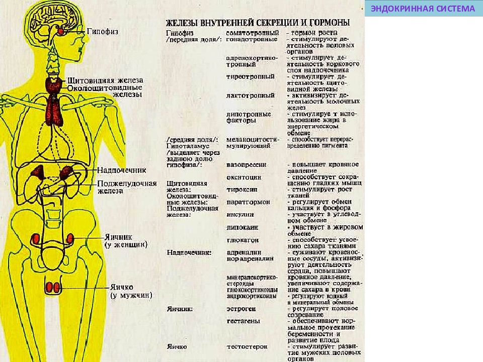 Железы тела. Эндокринная система железы внутренней секреции и их гормоны. .Система желез внутренней секреции. Функции. Схема железы внутренней секреции и их функции. Эндокринная система таблица железы гормоны.