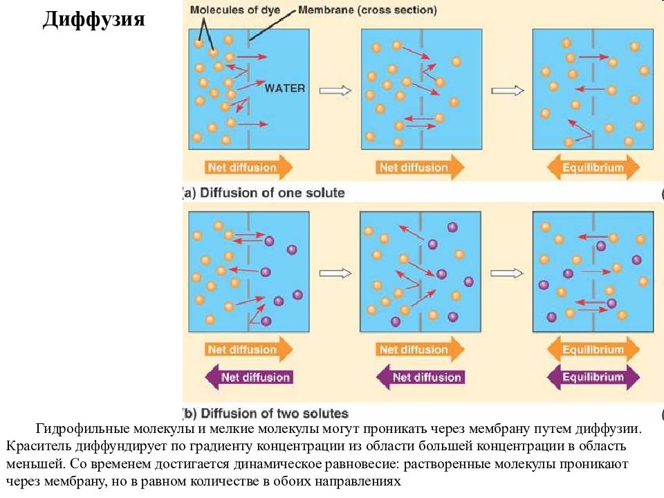 Диффузия по градиенту концентрации. Диффузия градиент концентрации. Градиент концентрации в биологии. Диффундировать это в биологии. Молекулярная и конвективная диффузия.