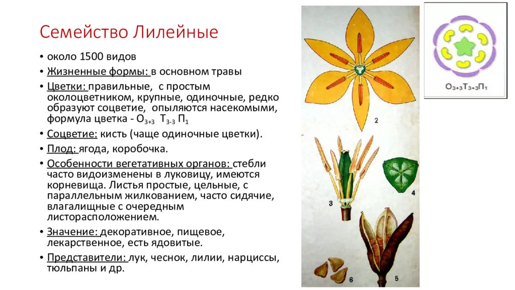 Лилейные и злаковые класс. Формула цветка растений семейства Лилейные. Формула цветка лилейных растений. Формула цветков семейства лилейных. Формула цветка семейства линейные.