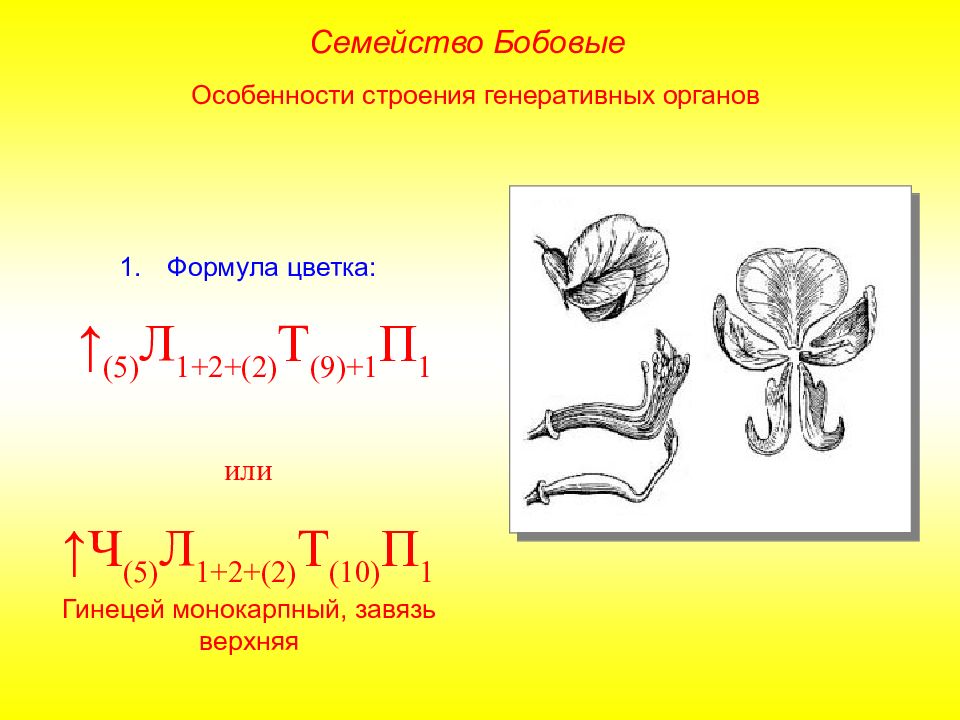 Семейство мотыльковые рисунок