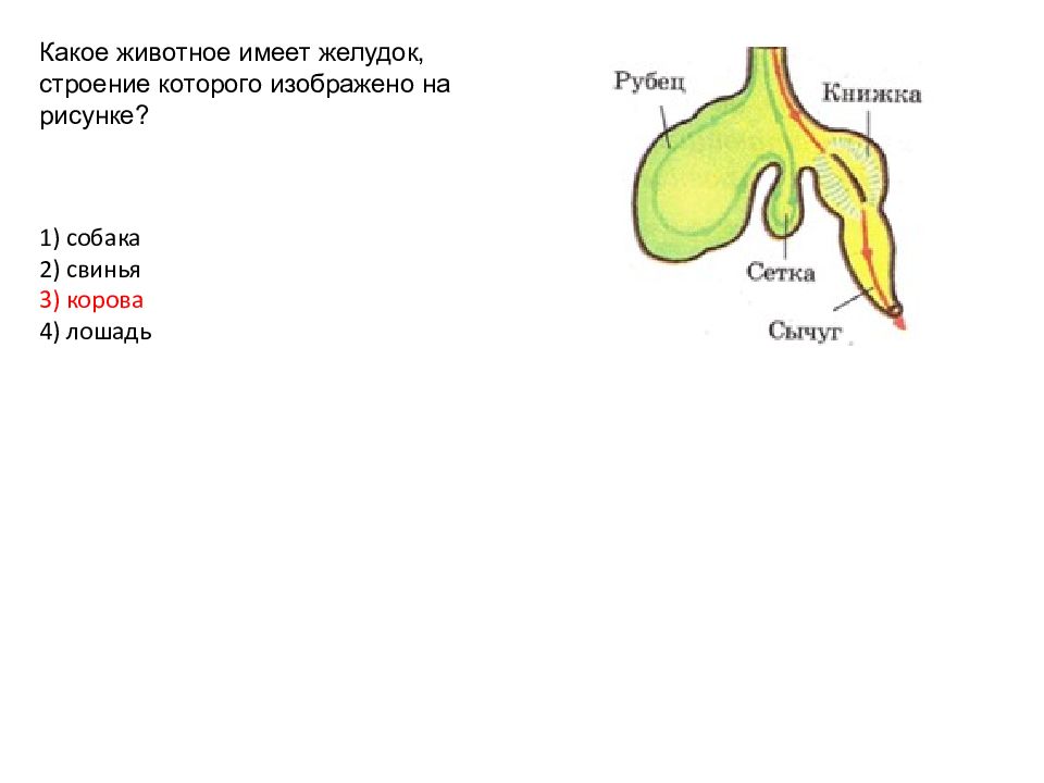 Какое животное имеет изображенный на рисунке желудок