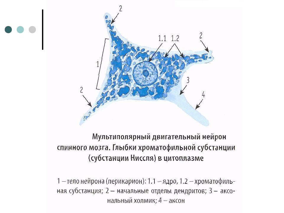 Мультиполярный нейрон спинного мозга рисунок