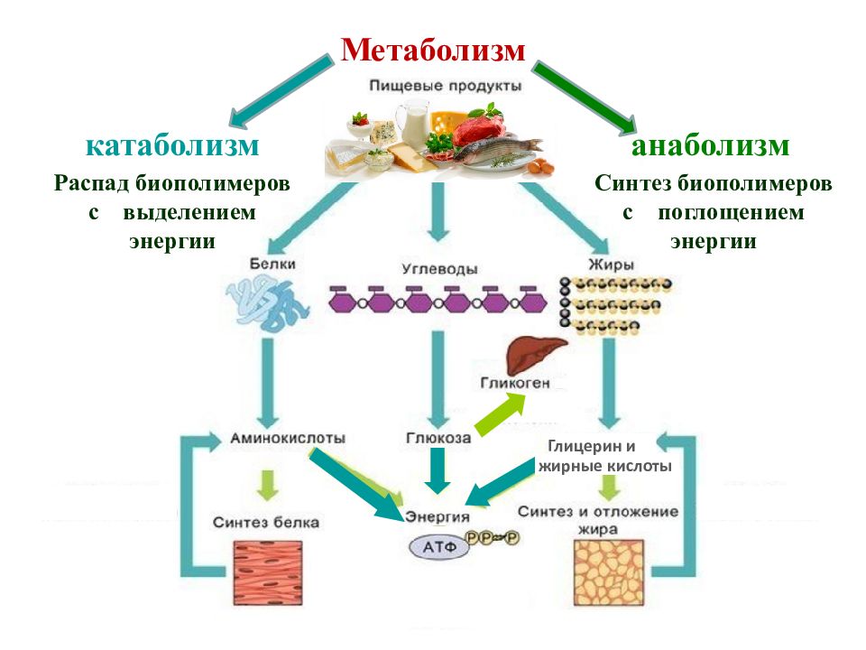 Выделение продуктов питания. Схема обмена веществ в организме метаболизм. Метаболизм схема анаболизм и катаболизм. Взаимосвязь анаболизма и катаболизма схема. Основные процессы обмена веществ.