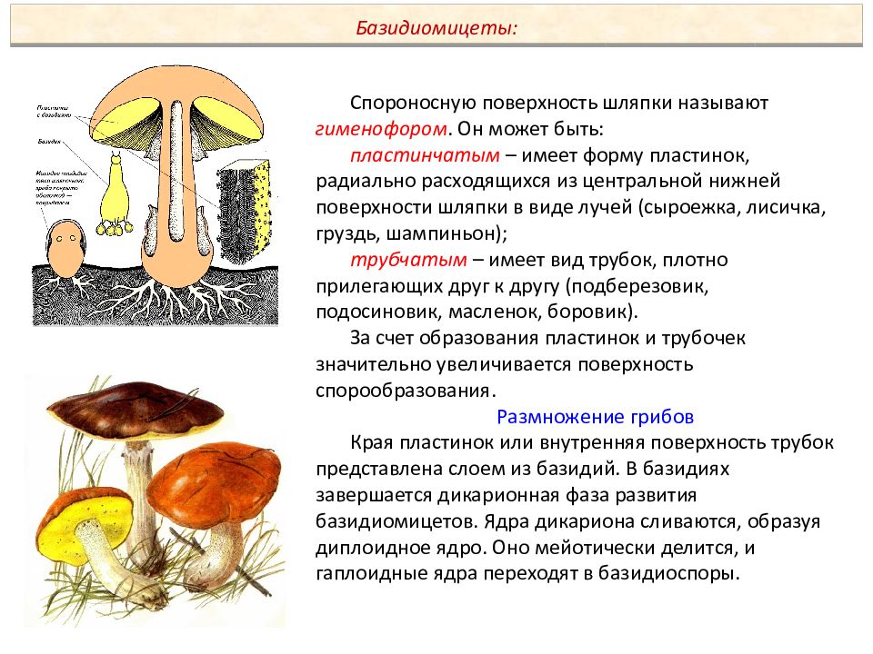 Могут формировать плодовые тела грибы или растения. Шляпочный гриб шляпочный гриб. Царство грибов Шляпочные. Шляпочные грибы высшие грибы. Плодовые тела шляпочных грибов пластинчатый и трубчатый гименофор.
