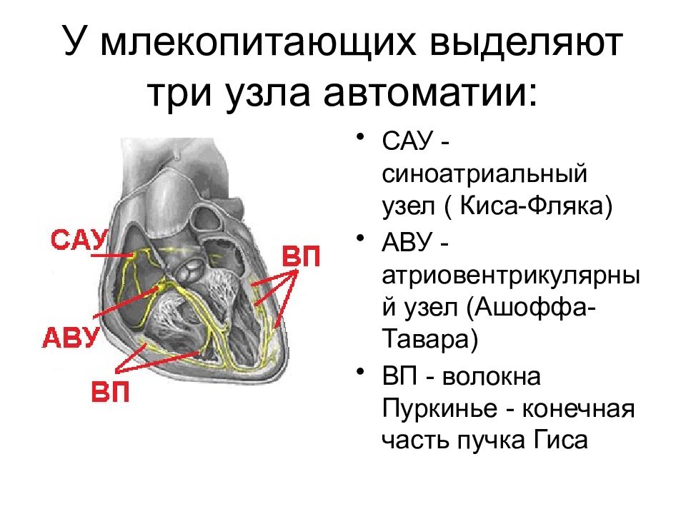 Механизм сердца. Синоатриальный узел физиология. 3 Узла автоматии сердца. Узлы автоматии сердца. Автоматия сердца физиология.